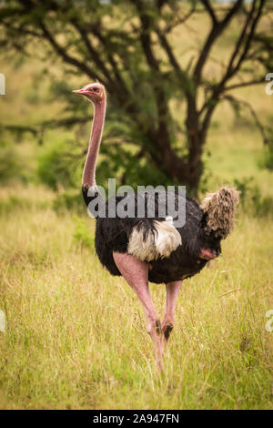 Männlicher Strauß (Struthio camelus) steht im langen Gras, Cottars Safari Camp 1920s, Maasai Mara National Reserve; Kenia Stockfoto