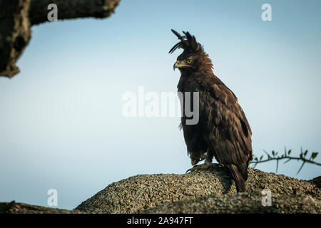 Langkammadler (Lophaetus occipitalis) auf einem nach links gerichteten Ast, Grumeti Serengeti Zeltlager, Serengeti Nationalpark; Tansania Stockfoto