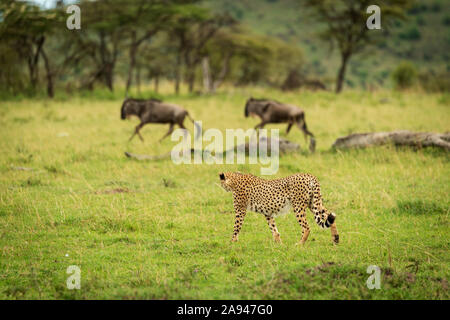 Männlicher Gepard (Acinonyx jubatus) beobachtet zwei galoppierende blaue Galoppiere (Connochaetes taurinus), Klein's Camp, Serengeti National Camp; Tansania Stockfoto