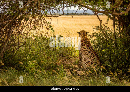 Männlicher Gepard (Acinonyx jubatus) sitzt unter der Baum scannenden Savanne, Grumeti Serengeti Zelt Camp, Serengeti Nationalpark; Tansania Stockfoto