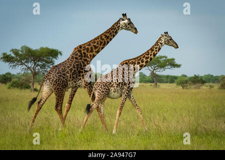 Männliche und weibliche Masai Giraffe (Giraffa camelopardalis tippelskirchii) wandern zusammen, Grumeti Serengeti Zeltlager, Serengeti Nationalpark; Tansania Stockfoto