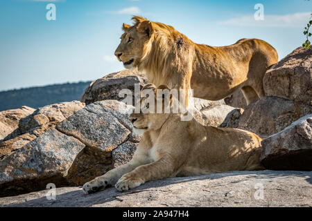 Männlicher Löwe (Panthera leo) steht hinter Löwin auf Felsen, Klein's Camp, Serengeti Nationalpark; Tansania Stockfoto