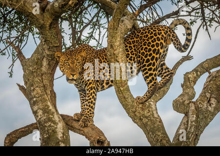 Männlicher Leopard (Panthera pardus) steht im Baum und schaut hinaus, Cottages Safari Camp 1920s, Maasai Mara National Reserve; Kenia Stockfoto