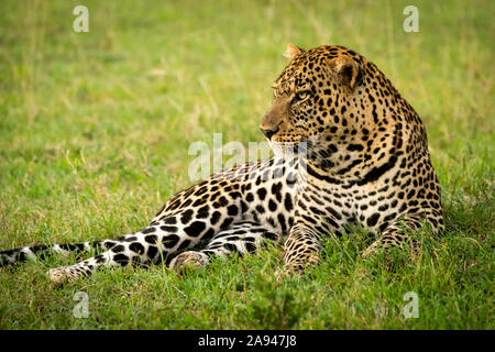 Männlicher Leopard (Panthera pardus) liegt im Gras und blickt nach links, Cottars Safari Camp 1920s, Maasai Mara National Reserve; Kenia Stockfoto