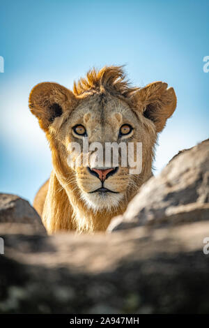 Ein junger männlicher Löwe (Panthera leo) stampft seinen Kopf über eine felsige Kante unter einem blauen Himmel. Er hat eine kurze Mähne und starrt direkt auf die Kamera. Kl ... Stockfoto