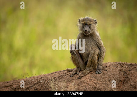 Olive Pavian (Papio anubis) sitzt auf Bank gegenüber Kamera, Grumeti Serengeti Zelt Camp, Serengeti Nationalpark; Tansania Stockfoto