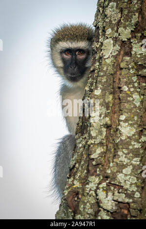 Vervet Affe (Chlorocebus pygerythrus) Kletterbaum Stamm spielt peekaboo, Cottars 1920s Safari Camp, Maasai Mara National Reserve; Kenia Stockfoto