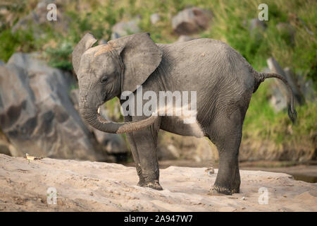 Junger afrikanischer Buschelefant (Loxodonta africana) genießt Sandbad, Cottars Safari Camp 1920s, Maasai Mara National Reserve; Kenia Stockfoto