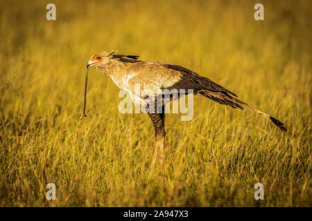 Sekretärvogel (Schütze Serpentarius) steht mit Schlange im Schnabel, Grumeti Serengeti Zelt Camp, Serengeti Nationalpark; Tansania Stockfoto