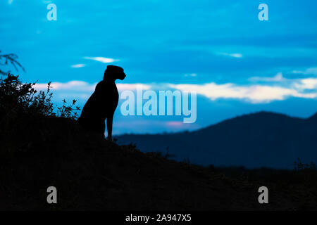 Silhouette einer weiblichen Gepard (Acinonyx jubatus) mit Blick auf die Hügel, Cottars Safari Camp 1920s, Maasai Mara National Reserve; Kenia Stockfoto