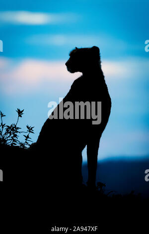 Silhouette einer weiblichen Gepard (Acinonyx jubatus) mit Blick auf die Hügel, Cottars Safari Camp 1920s, Maasai Mara National Reserve; Kenia Stockfoto