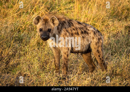 Spotted Hyena (Crocuta crocuta) steht direkt auf die Kamera, Cottages 1920s Safari Camp, Maasai Mara National Reserve; Kenia Stockfoto