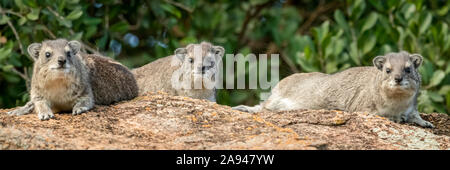 Drei Felshyrax (Procavia capensis) auf Felsen in der Nähe von Bäumen, Klein's Camp, Serengeti Nationalpark; Tansania Stockfoto