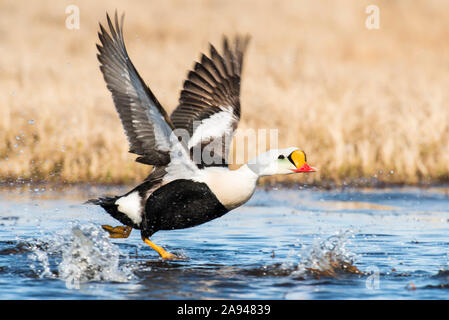 Der männliche König Eider (Somateria spectabilis) im Zuchtgefieder wirft Wasser auf, als er von einem Teich in der Nähe von Utqiagvik (ehemals Barrow) auf Alaskas... Stockfoto