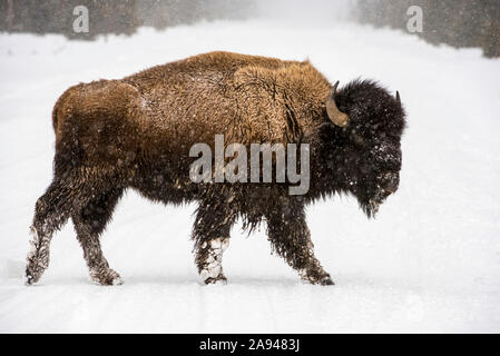 American Bison Bull (Bison Bison) beim Spaziergang durch Schneesturm im Firehole River Valley, Yellowstone National Park; Wyoming, Vereinigte Staaten von Amerika Stockfoto