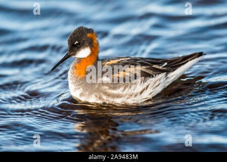 Weibliche Phalarope (Phalaropus lobatus) Im Zuchtgefieder auf einem Tundra-Teich bei Utqiagvik (Früher Barrow) an Alaskas Nordhang Stockfoto