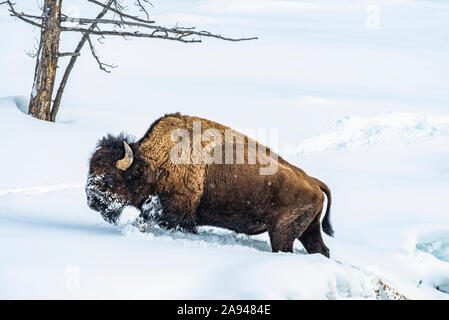 American Bison Bull (Bison Bison) pflügt durch tiefen Schnee im Firehole River Valley, Yellowstone National Park; Wyoming, Vereinigte Staaten von Amerika Stockfoto