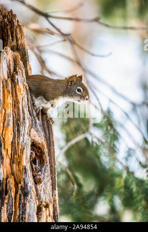 American Red Squirrel (Tamiasciurus hudsonicus) Peers from zackig stump; Silver Gate, Montana, United States of America Stockfoto