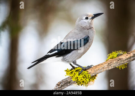 Clarks Nussknacker (Nucifraga columbiana) thront auf Zweig mit bunten Flechten; Silver Gate, Montana, Vereinigte Staaten von Amerika Stockfoto