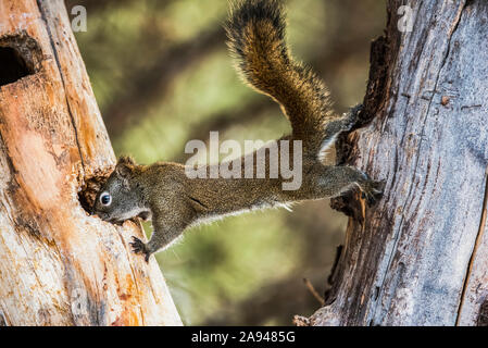 American Red Squirrel (Tamiasciurus hudsonicus) zwischen zwei Bäumen gestreckt; Silver Gate, Montana, Vereinigte Staaten von Amerika Stockfoto