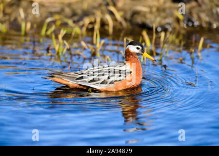 Weibliche rote Phalarope (Phalaropus fulicarius) Im Zuchtgefieder schwimmen in einem Teich bei Utquiagvik (Früher Barrow) an Alaskas Nordhang Stockfoto