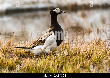 Männliche Langschwanzente (Clangula hyemalis) In der Zucht steht Gefieder neben einem Tundra-Teich in der Nähe Utqiagvik (früher Barrow) am Nordhang Alaskas Stockfoto