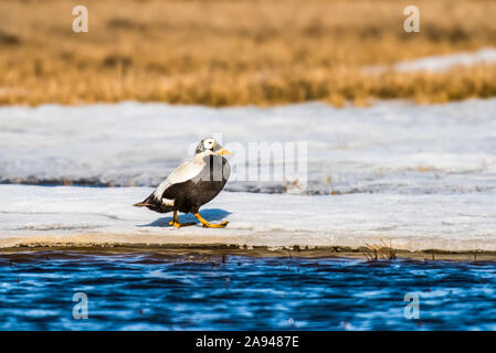 Männchen Specktaktiler Eider (Somateria fischeri) Wandern auf dem eisigen Regal eines Tundra-Teiches in der Nähe Utqiagvik (früher Barrow) am Nordhang Alaskas Stockfoto