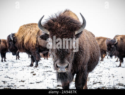 Nahaufnahme von Plains Bison (Bison Bison) beim Blick auf die Kamera; Manitoba, Kanada Stockfoto