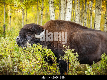 Plains Bison Bull, oder American Buffalo (Bison Bison Bison), im Herbst, Riding Mountain National Park; Manitoba, Kanada Stockfoto