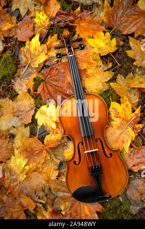 Violine liegen auf Rot und Orange Herbst Ahorn Blätter Hintergrund Stockfoto