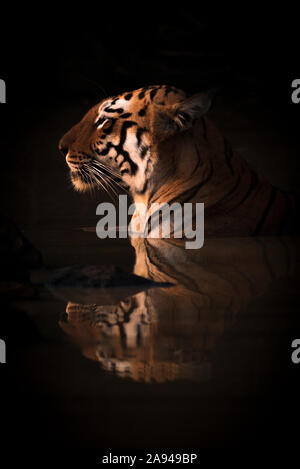 Eine bengalische Tigerin (Panthera tigris tigris) liegt bis zum Hals in den dunklen Schatten eines Wasserlochs. Ihr Name ist Maya 'The Enchantress', und sie hat ... Stockfoto