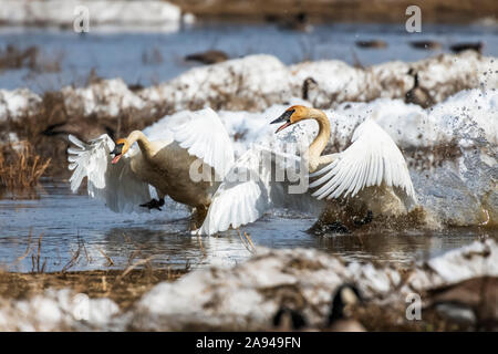 Paar Trompeter Schwäne (Cygnus buccinator) Planschen Sie in einem Schmelzwasserpool im frühen Frühjahr bei Creamer's Feld Wandernde Wasservögel Refuge Stockfoto