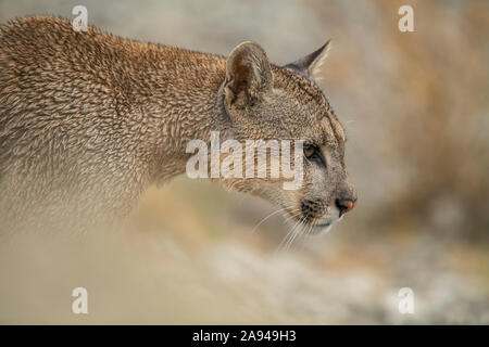 Seitenansicht eines Puma in Südchile; Chile Stockfoto