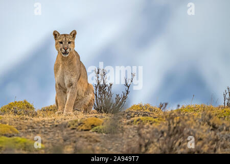 Puma sitzt auf der Landschaft im Süden Chiles; Chile Stockfoto