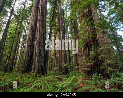 Steht in den Redwood Wäldern von Nordkalifornien. Die Bäume sind massiv und reichen nach oben; Kalifornien, Vereinigte Staaten von Amerika Stockfoto