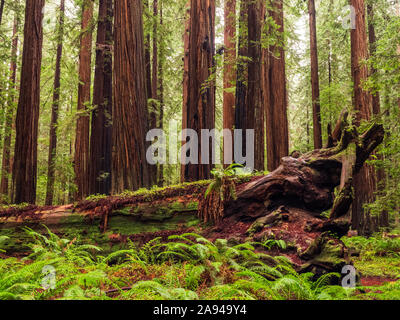 Steht in den Redwood Wäldern von Nordkalifornien. Die Bäume sind massiv und reichen nach oben; Kalifornien, Vereinigte Staaten von Amerika Stockfoto