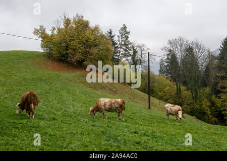 RINDERHERDE im NOVEMBERNEBEL. Kuhherde IM NOVEMBER - Nebel Stockfoto