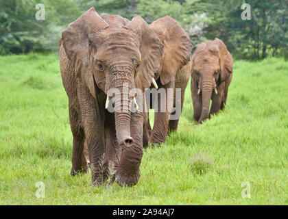 Junge Elefanten Waisen zu einer einzelnen Datei, wie Sie zurück zu Ihren Verbindungen für die Nacht. (Loxodonta africana) Stockfoto