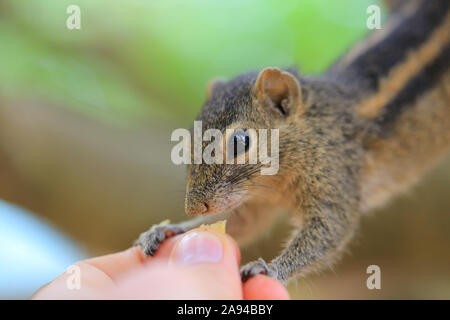 Lustige chipmunk Essen von Hand auf einem Baum Stockfoto