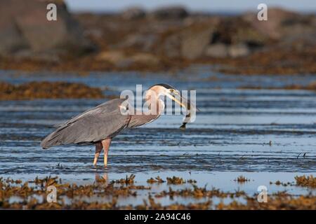 Great Blue Heron in Wasser mit einem Kabeljau Fisch im Schnabel nur bei Ebbe gefangen Stockfoto