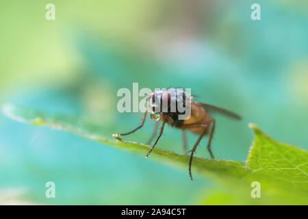 Blase Blasen fliegen schließen bis auf Blatt gegen grün und türkis verschwommenen Hintergrund Stockfoto