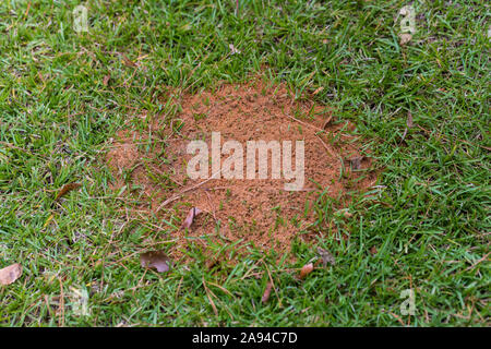 Große fire ant Damm in grüne Gras mit Kopie Raum Stockfoto