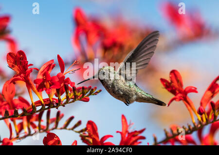 Ein weiblicher Annas Kolibri (Calypte anna) Fliegt durch die Luzifer crocosmia (Crocosmia curtonus) Im Sommer in einem Blumengarten von Oregon Stockfoto