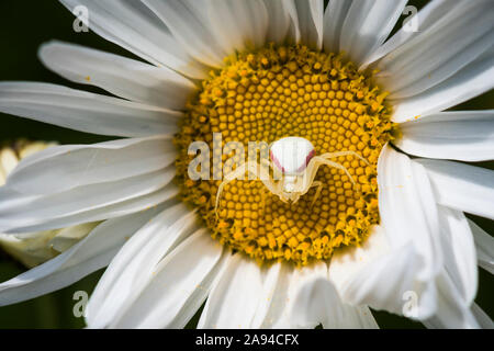 Eine weibliche Goldrutenspinne (Misumena vatia) Wartet im Hinterhalt auf eine shasta-Gänseblümchen (Leucanthemum × superbum) In einem Blumengarten von Oregon Stockfoto