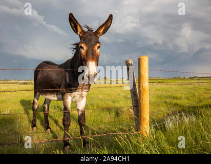 Ein Esel (Equus africanus asinus) steht auf einem Feld an einem Zaun und schaut auf die Kamera; Moose Jaw, Saskatchewan, Kanada Stockfoto