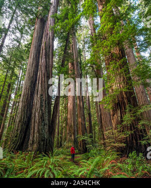 Mann, der in den Redwood-Wäldern Nordkaliforniens steht. Die Bäume sind massiv und reichen nach oben; Kalifornien, Vereinigte Staaten von Amerika Stockfoto