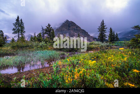 Bow Lake mit zerklüfteten Rocky Mountains und Wildblumen, Banff National Park; Alberta, Kanada Stockfoto