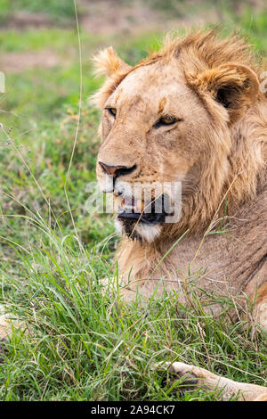 Löwe (Panthera leo), Ngorongoro Krater, Ngorongoro Conservation Area; Arusha Region, Tansania Stockfoto