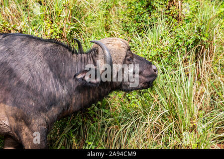 Afrikanische Büffel oder Kapbüffel (Syncerus caffer), Ngorongoro Krater, Ngorongoro Conservation Area; Arusha Region, Tansania Stockfoto