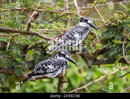 Pied Eisvogel (Ceryle rudis), Kazinga Channel, Queen Elizabeth National Park; Western Region, Uganda Stockfoto